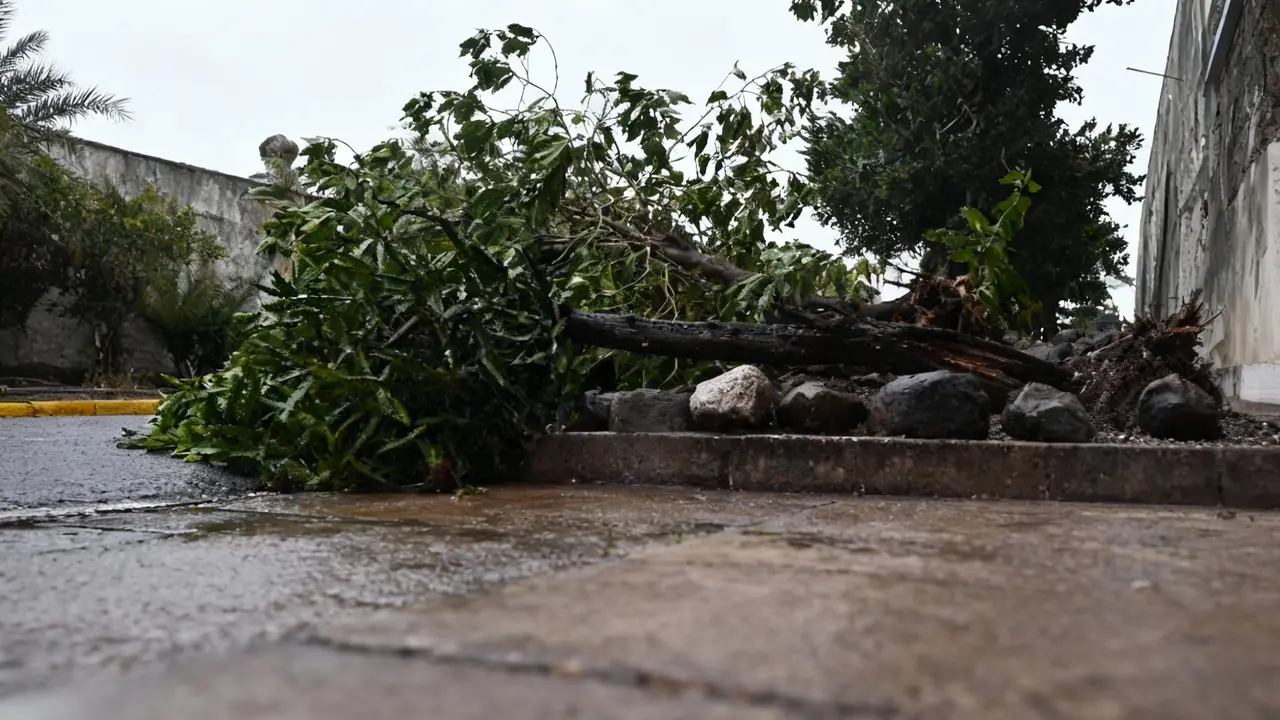 Albero caduto su un marciapiede bagnato durante una giornata piovosa