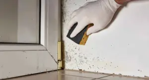 Persona con guanto che rimuove la muffa dal muro con una spugna