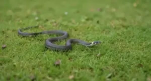 Serpente su un prato verde in un giardino