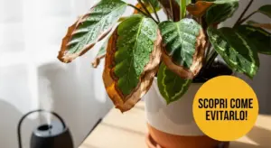 Foglie di una pianta da interno con punte marroni e gocce d'acqua