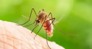 Zanzara che punge la pelle umana in un ambiente naturale verde