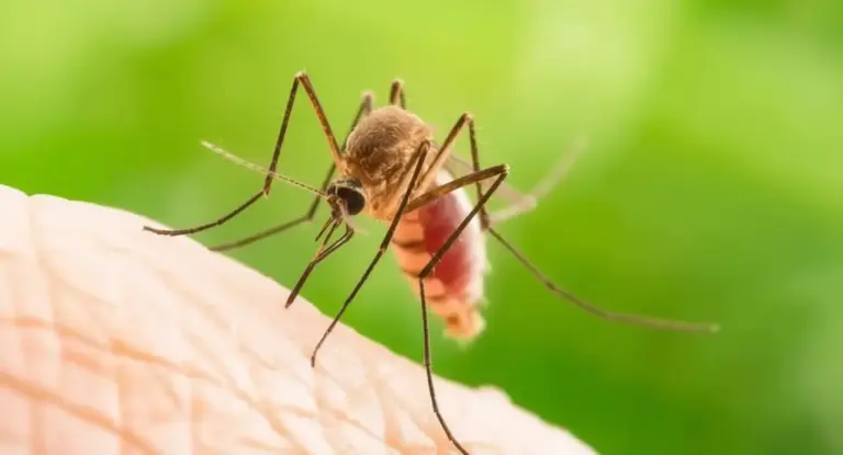 Zanzara che punge la pelle umana in un ambiente naturale verde
